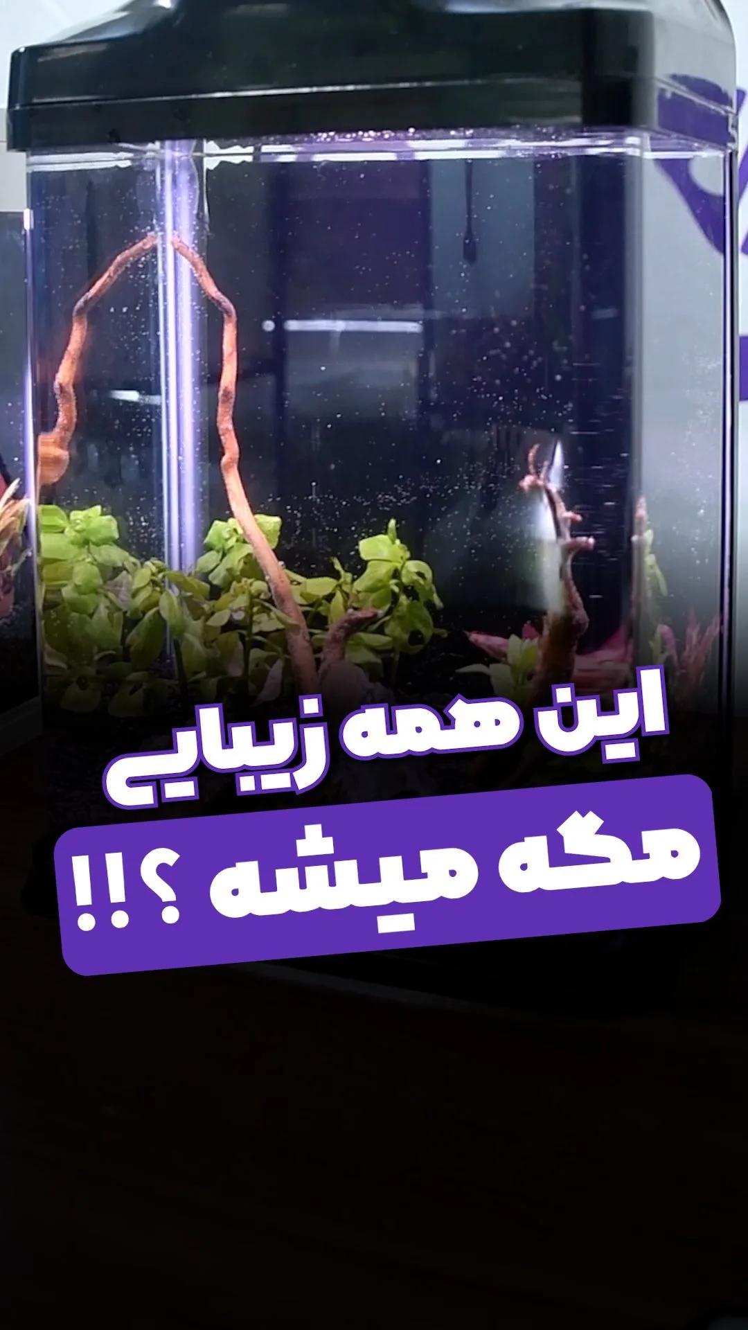 آکواریوم، رنگ شفاف و مشکی، جنس شیشه و پلاستیک، مستطیلی، دارای درب