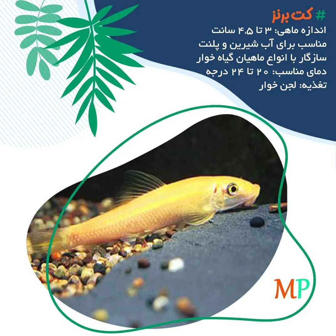 ماهی کت برنز، رنگ زرد و نارنجی، ماهی زینتی