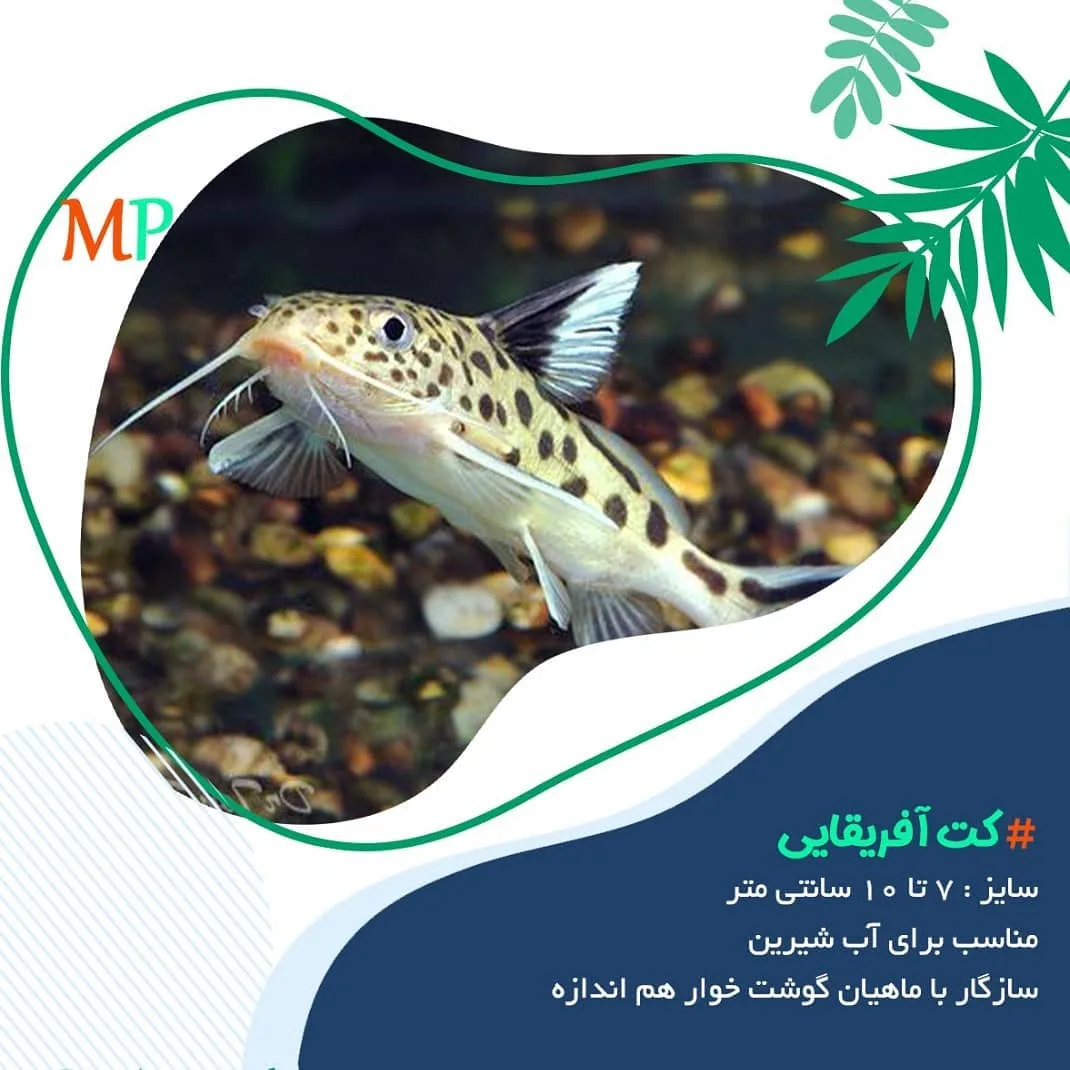 ماهی کت آفریقایی، رنگ کرم و سیاه، طرح خالدار
