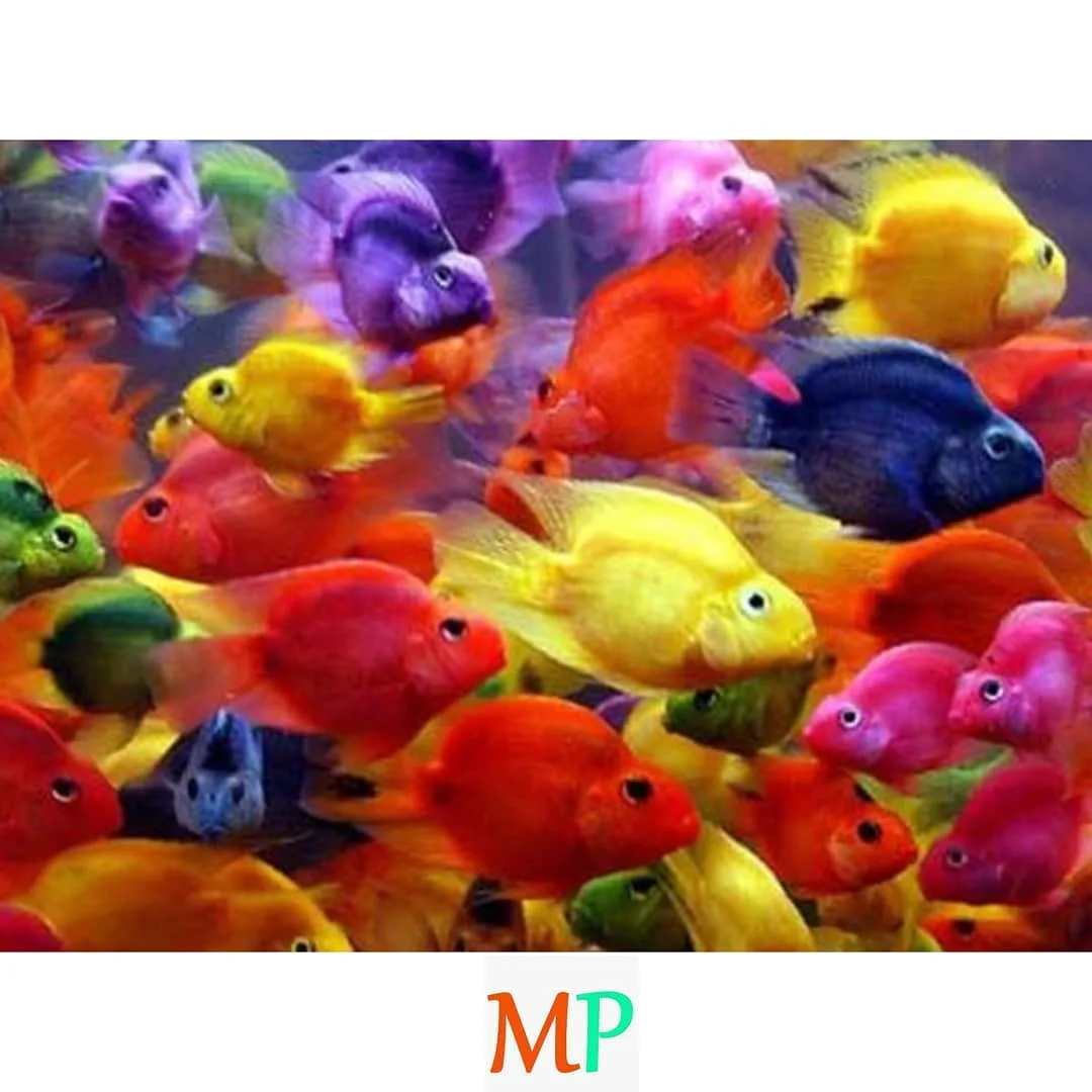 ماهی پرت رنگی درشت ۱۰ تا ۱۲ سانتی