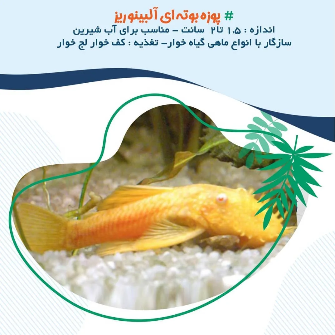 ماهی پوزه بوته‌ای آلبینو ریز، رنگ زرد و نارنجی، ماهی کف‌خوار