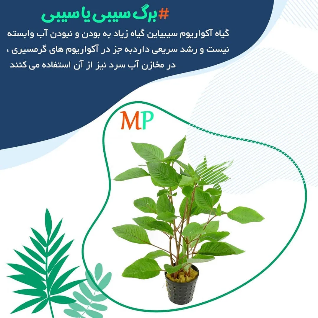 گیاه برگ سیبی آکواریوم، رنگ سبز، گیاه برگ‌دار