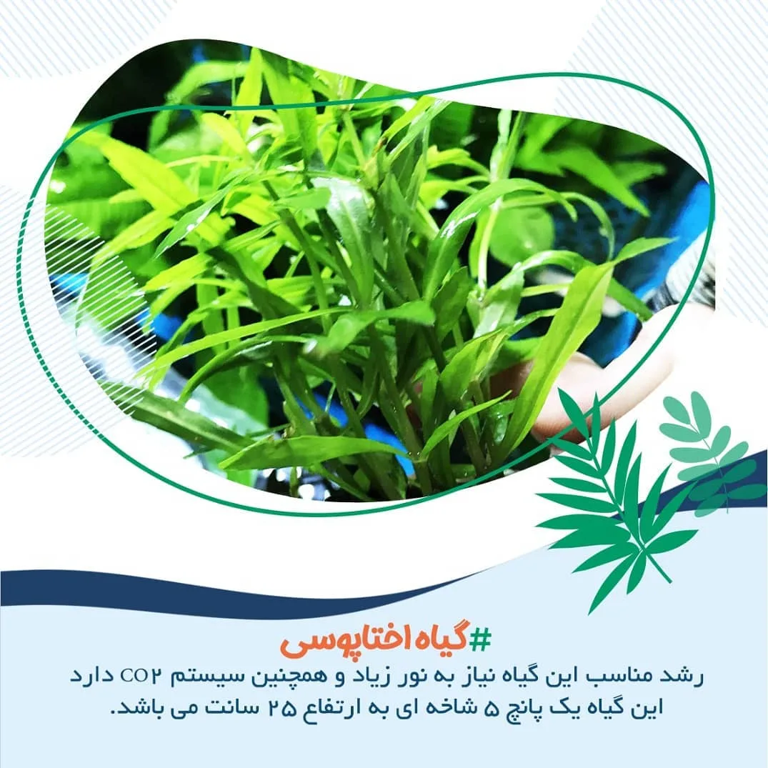گیاه اختاپوسی آکواریوم، رنگ سبز، گیاه برگ‌دار