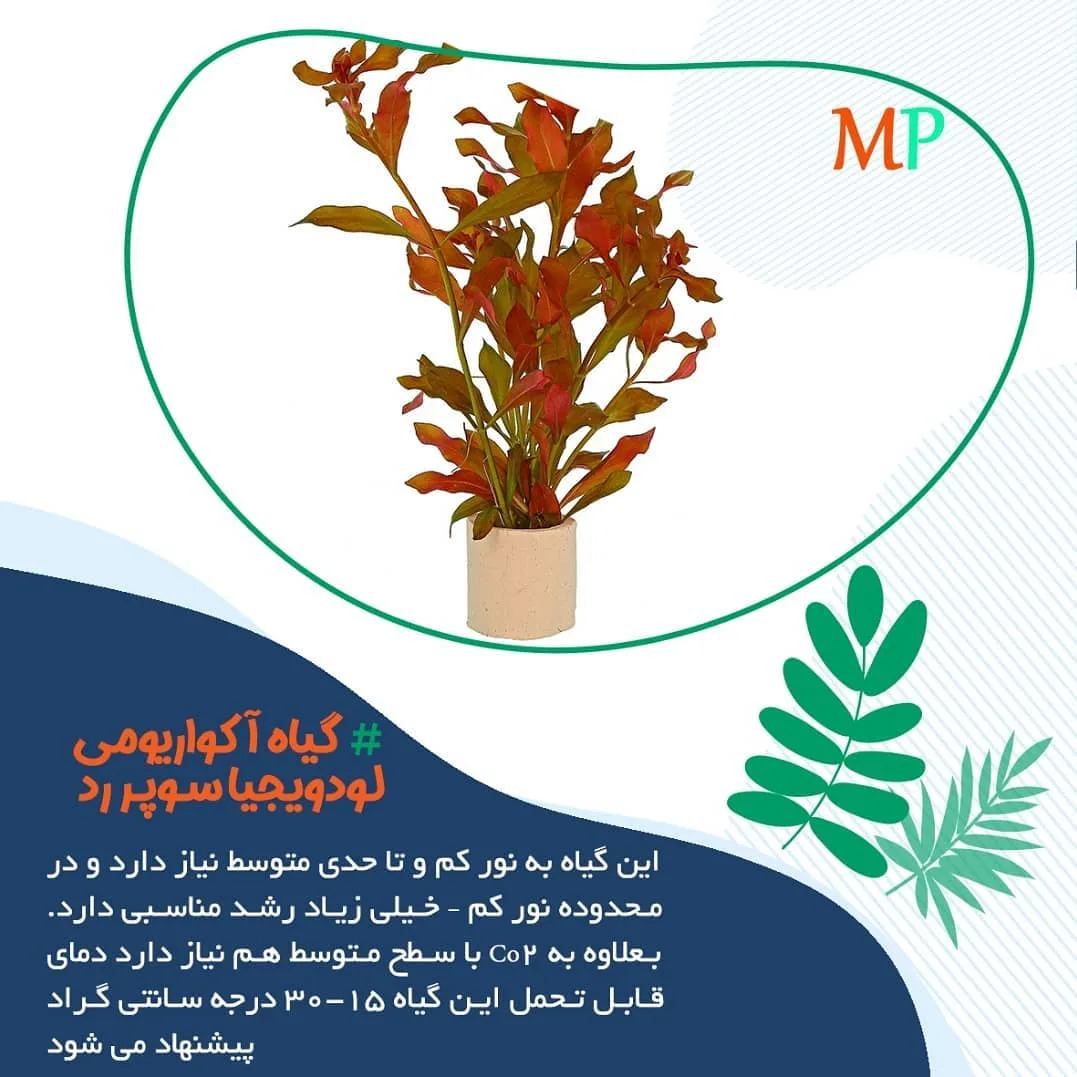 گیاه آکواریومی لودویجیا سوپررد، رنگ قرمز و نارنجی، گیاه ساقه‌دار