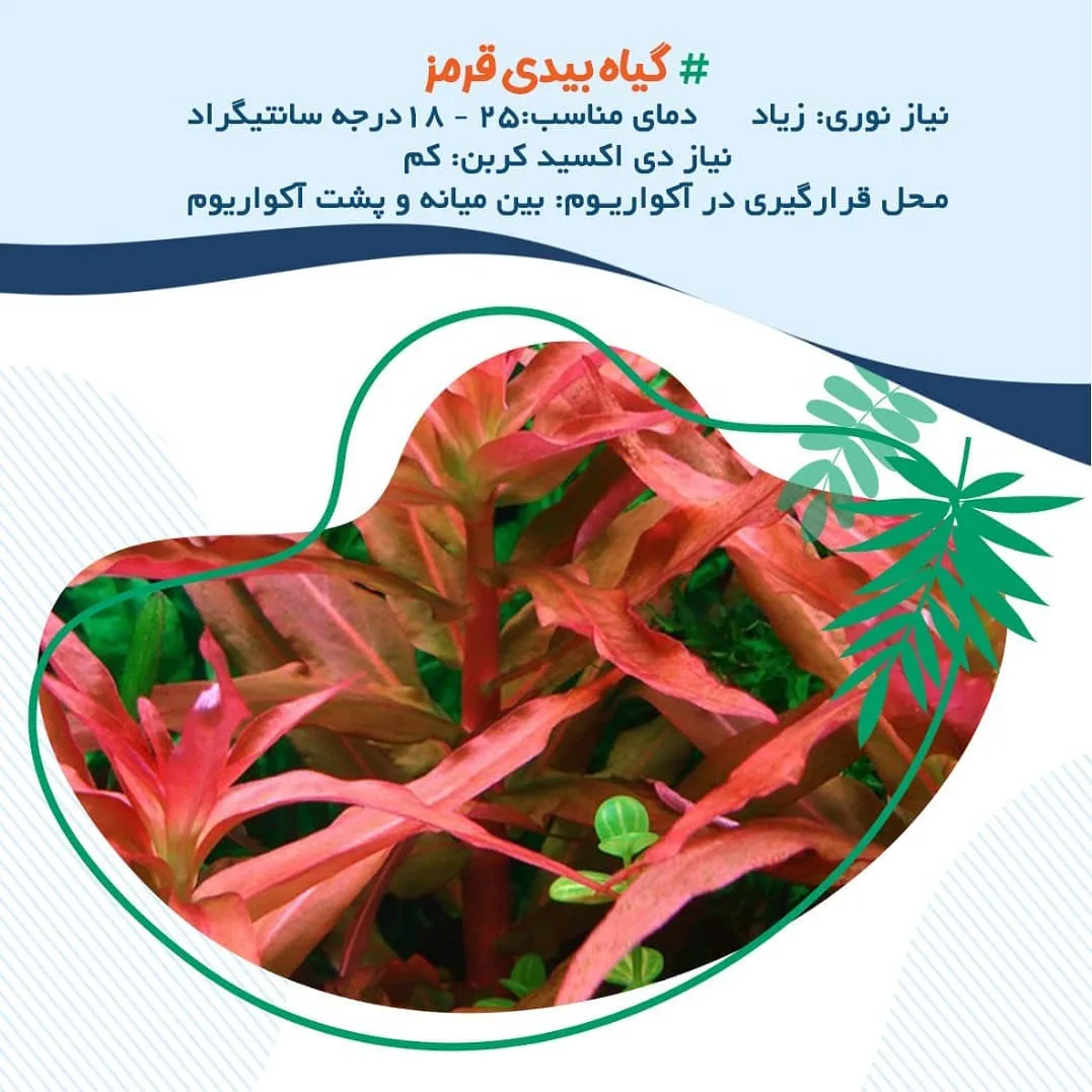 گیاه بید قرمزی آکواریوم، گیاه برگ‌دار