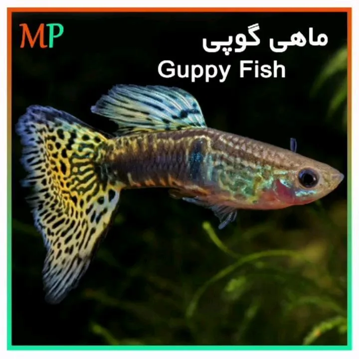 ماهی گوپی، رنگ زرد، سیاه و آبی، طرح راه‌راه، ماهی آکواریومی