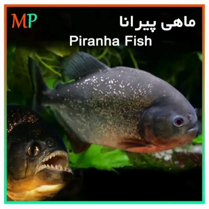ماهی پیرانا، رنگ خاکستری، سیاه و قرمز، ماهی آکواریومی
