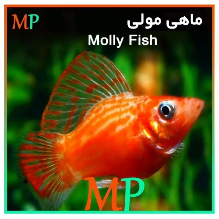 ماهی مولی، رنگ نارنجی و سبز، ماهی تزئینی