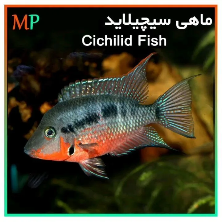 ماهی سیچلاید، رنگ خاکستری، قرمز و مشکی، آکواریومی، باله‌دار