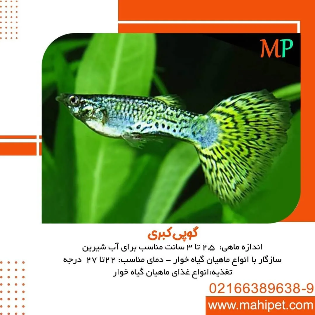 ماهی گوپی کبری، رنگ سبز و آبی، زینتی، باله پهن