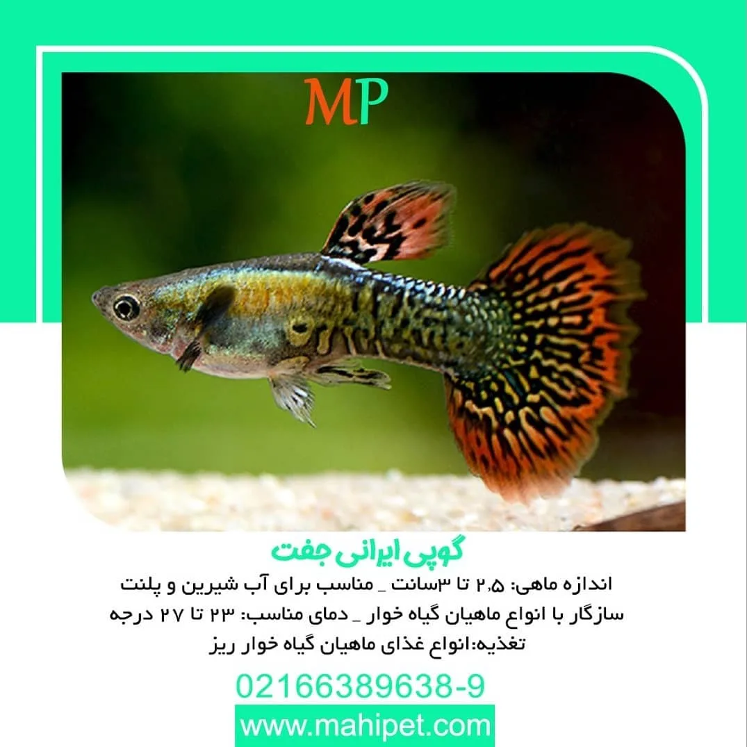 ماهی گوپی ایرانی جفت، رنگ نارنجی، زرد و سبز، زینتی، باله پهن