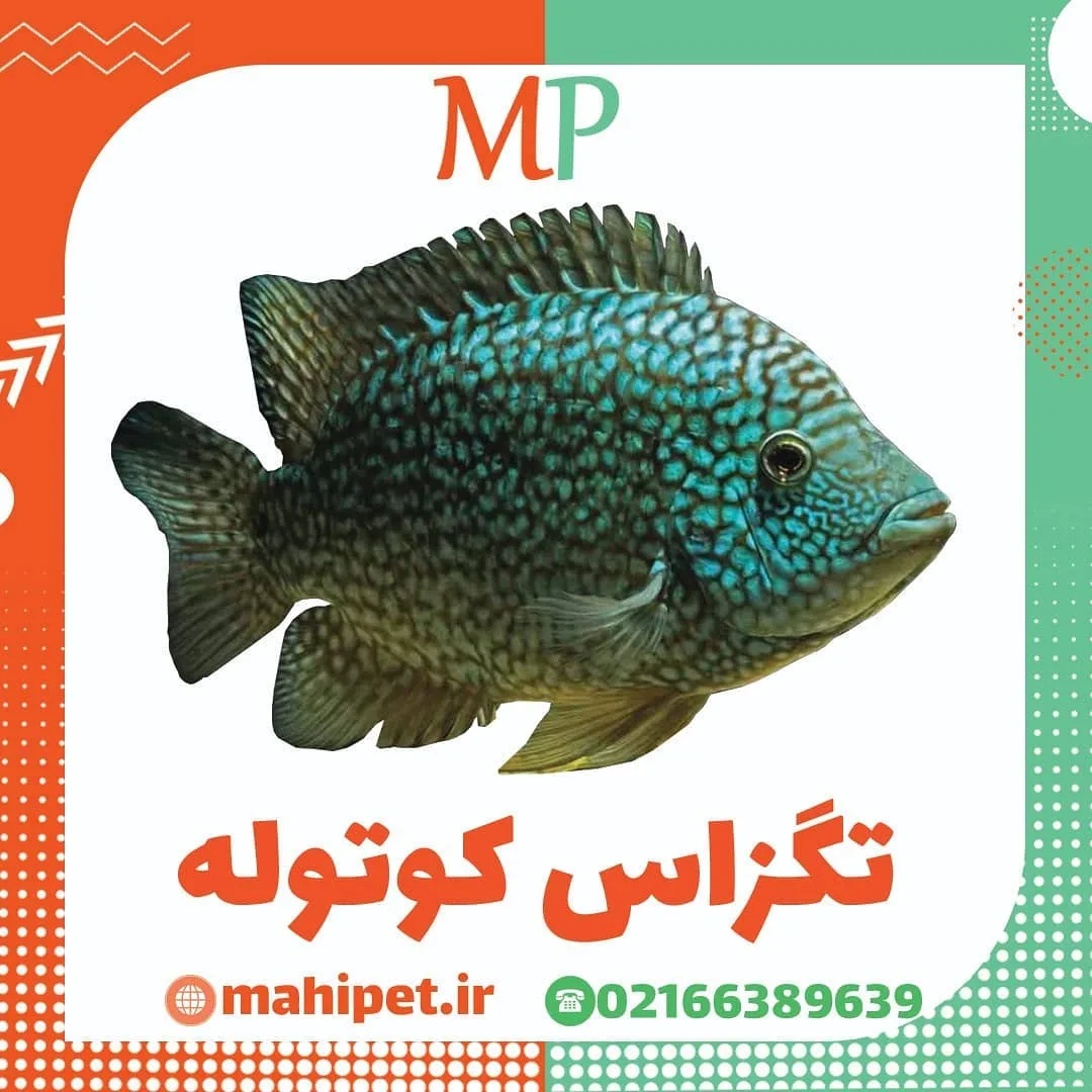 ماهی تگزاس کوتوله، رنگ آبی و سبز، ماهی زینتی