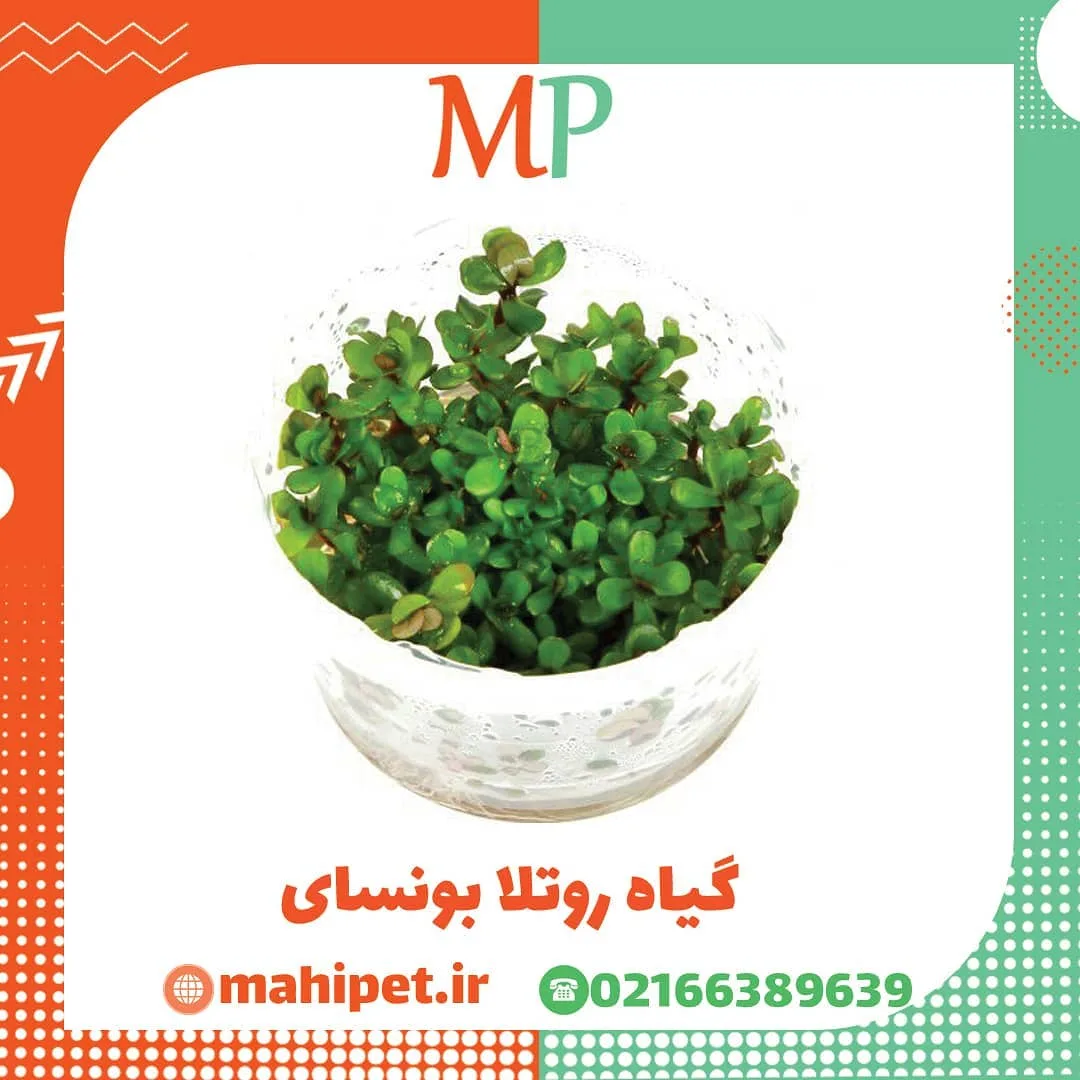 گیاه روتالا بونسای