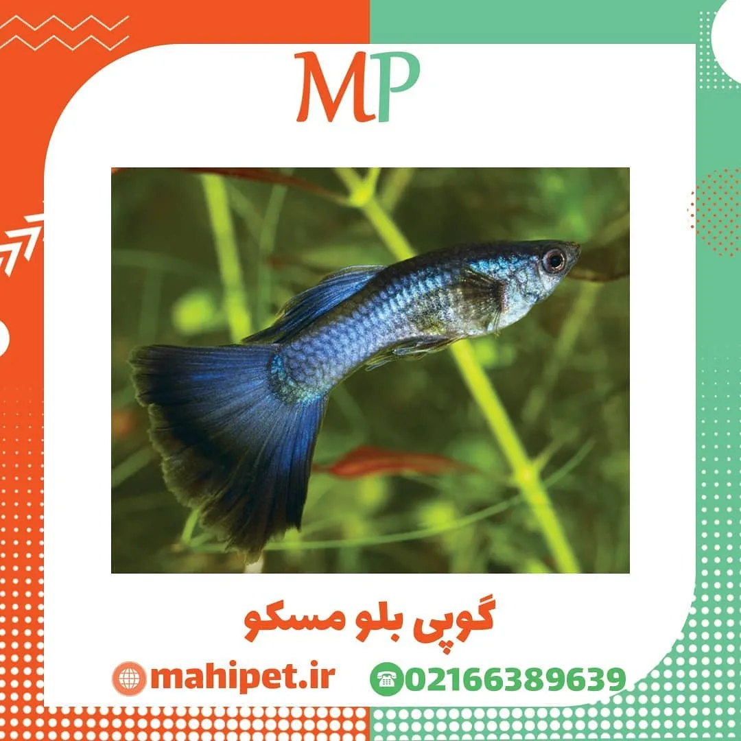 ماهی گوپی بلو مسکو، رنگ آبی و نقره‌ای، ماهی زینتی