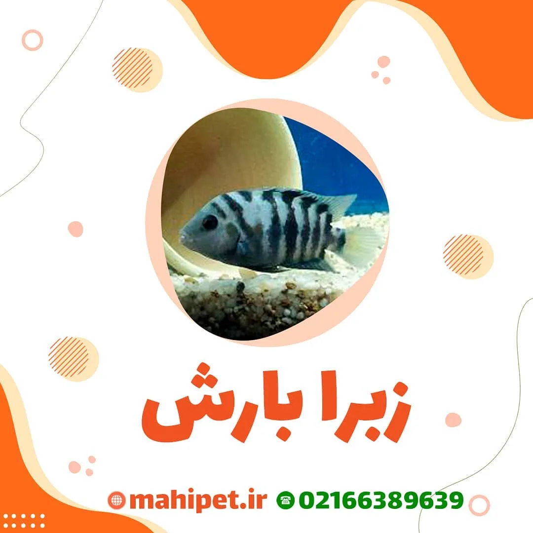 ماهی زبرا سیچلاید، رنگ سفید و مشکی، طرح راه‌راه، ماهی زینتی