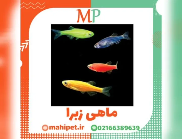 ماهی زبرا، رنگ سبز، آبی، قرمز و زرد