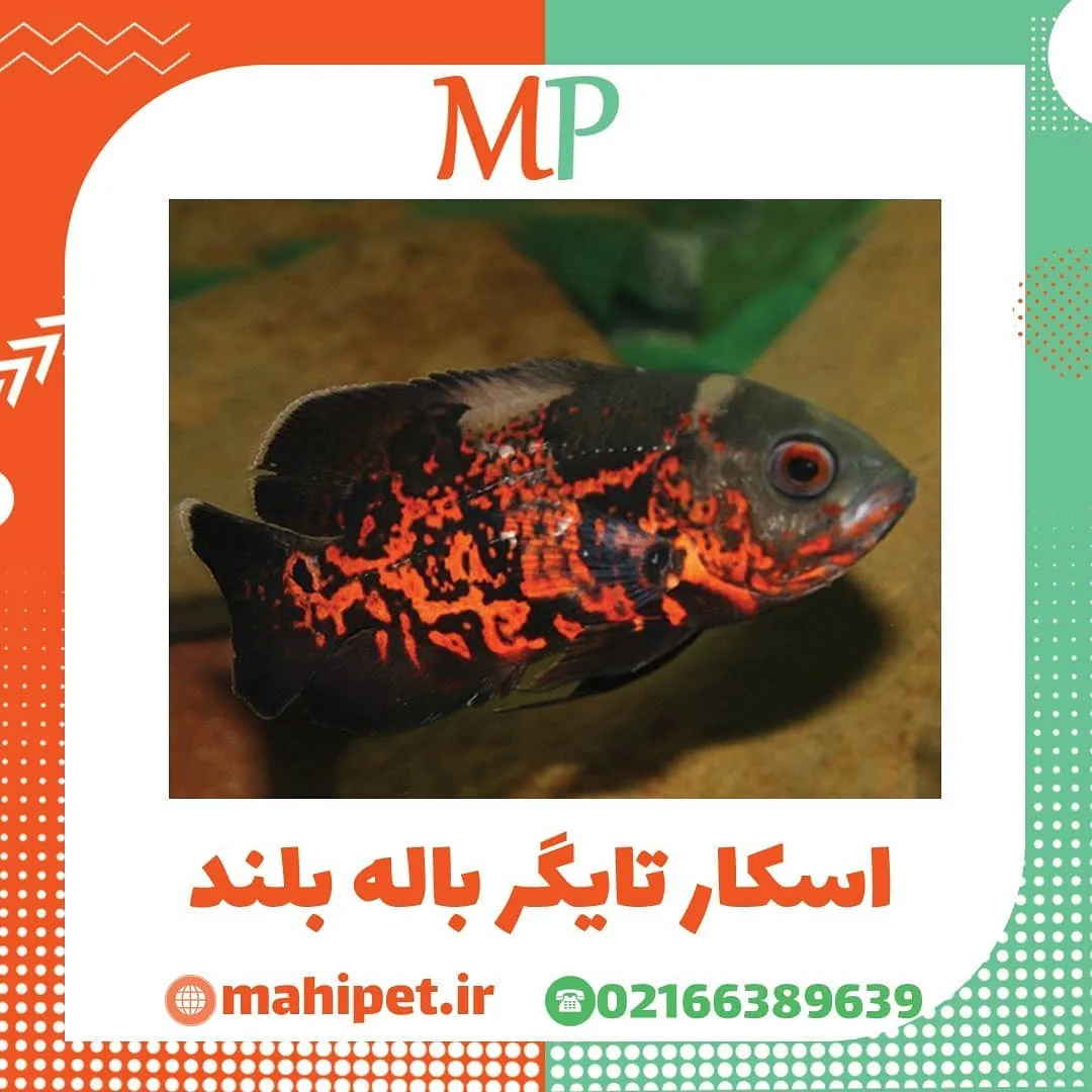 ماهی اسکار تایگر باله بلند، رنگ سیاه و قرمز