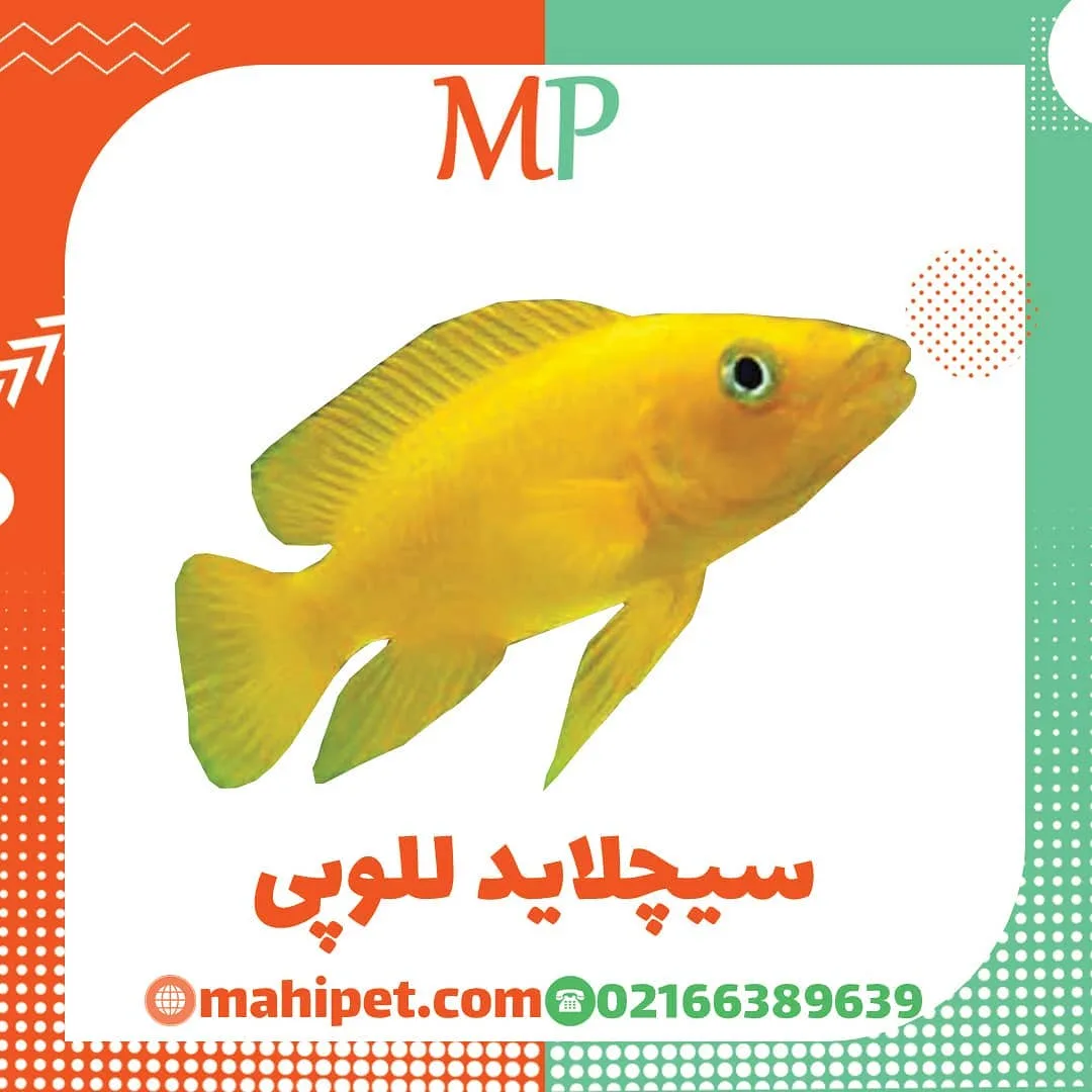 ماهی سیچلاید للوپی، رنگ زرد، ماهی زینتی