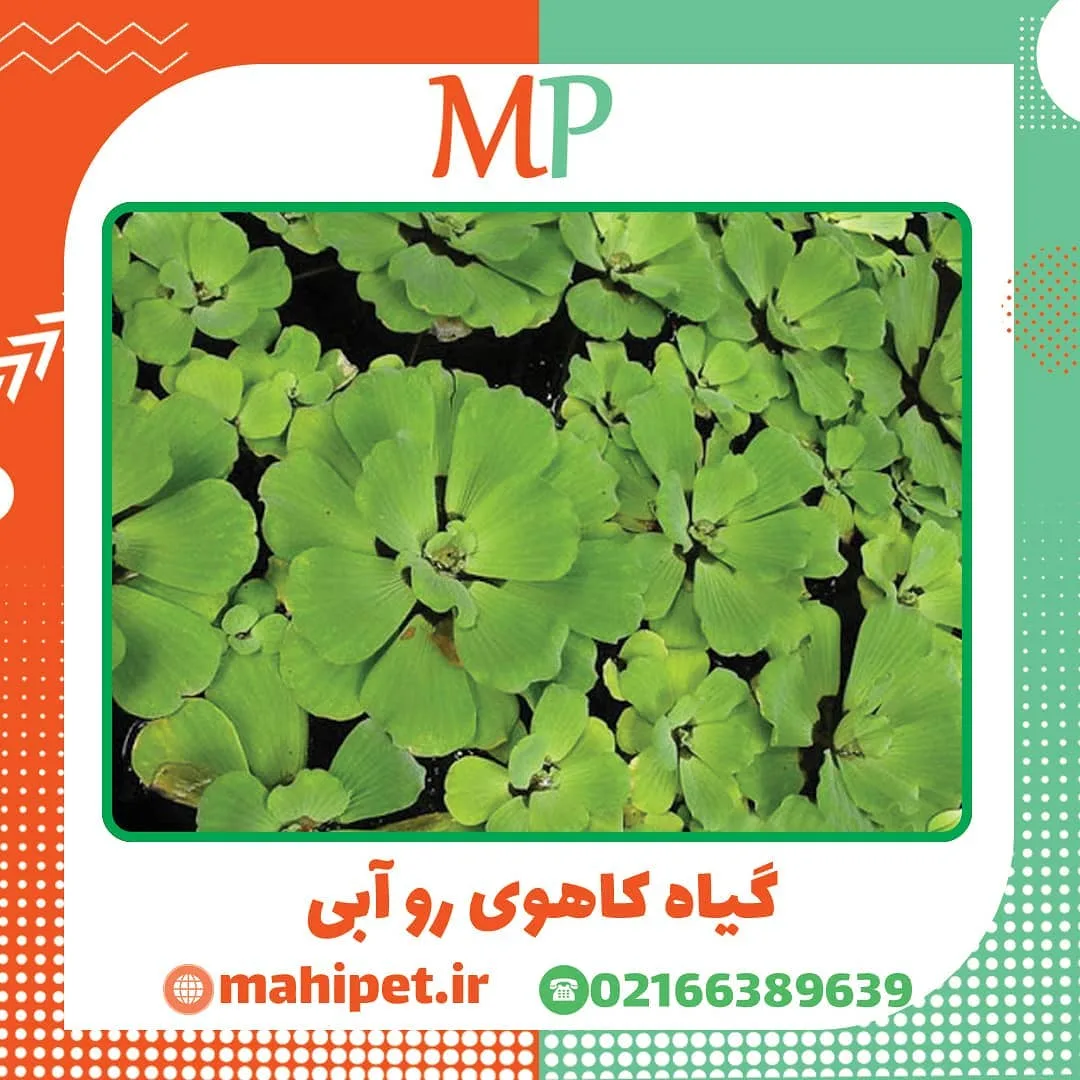 گیاه کاهوی رو آبی، رنگ سبز، گیاه آبزی