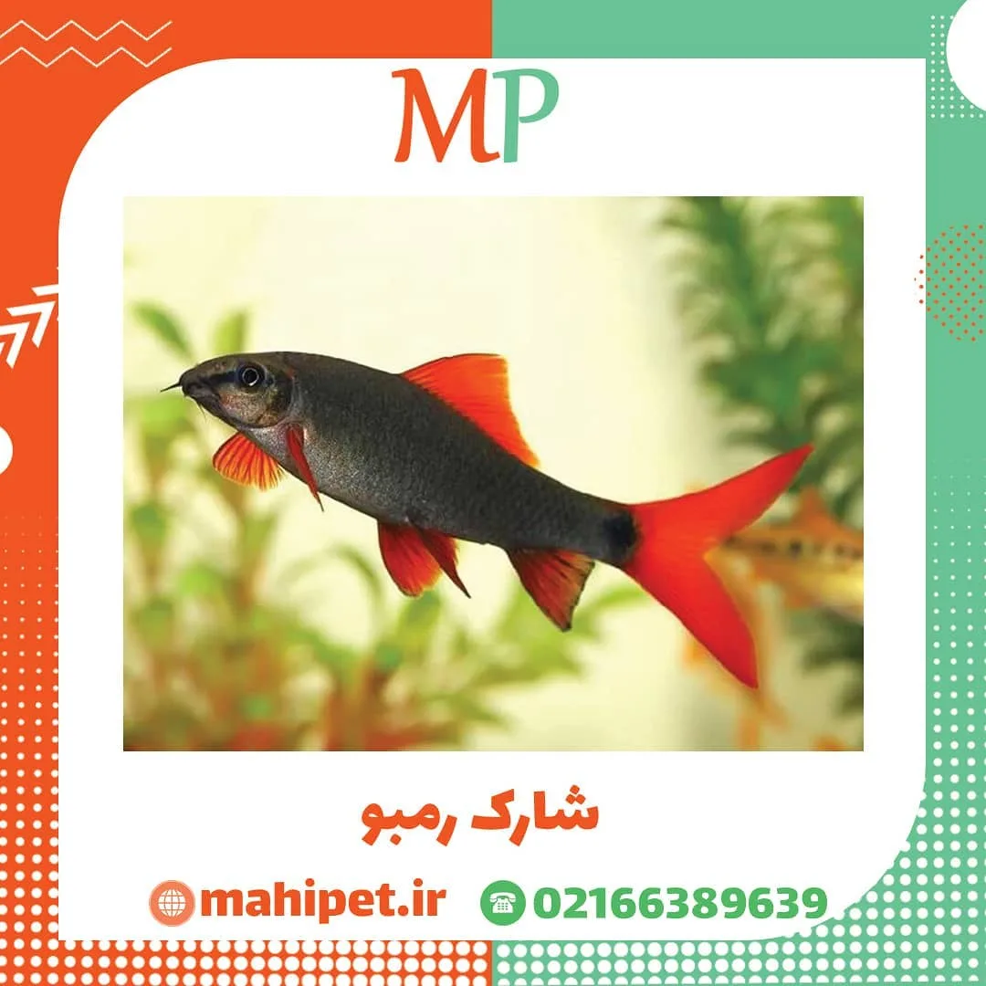 ماهی شارک رمبو، رنگ خاکستری و قرمز، ماهی شارک رینبو