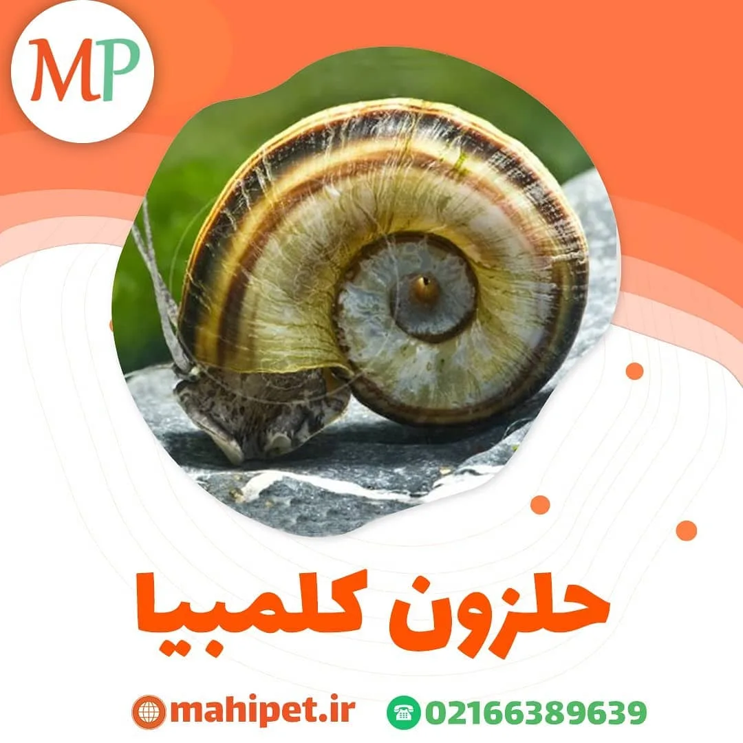 حلزون کلمبیا آکواریوم، رنگ قهوه‌ای، زرد و سفید، طرح راه‌راه، حلزون کلَمبیا