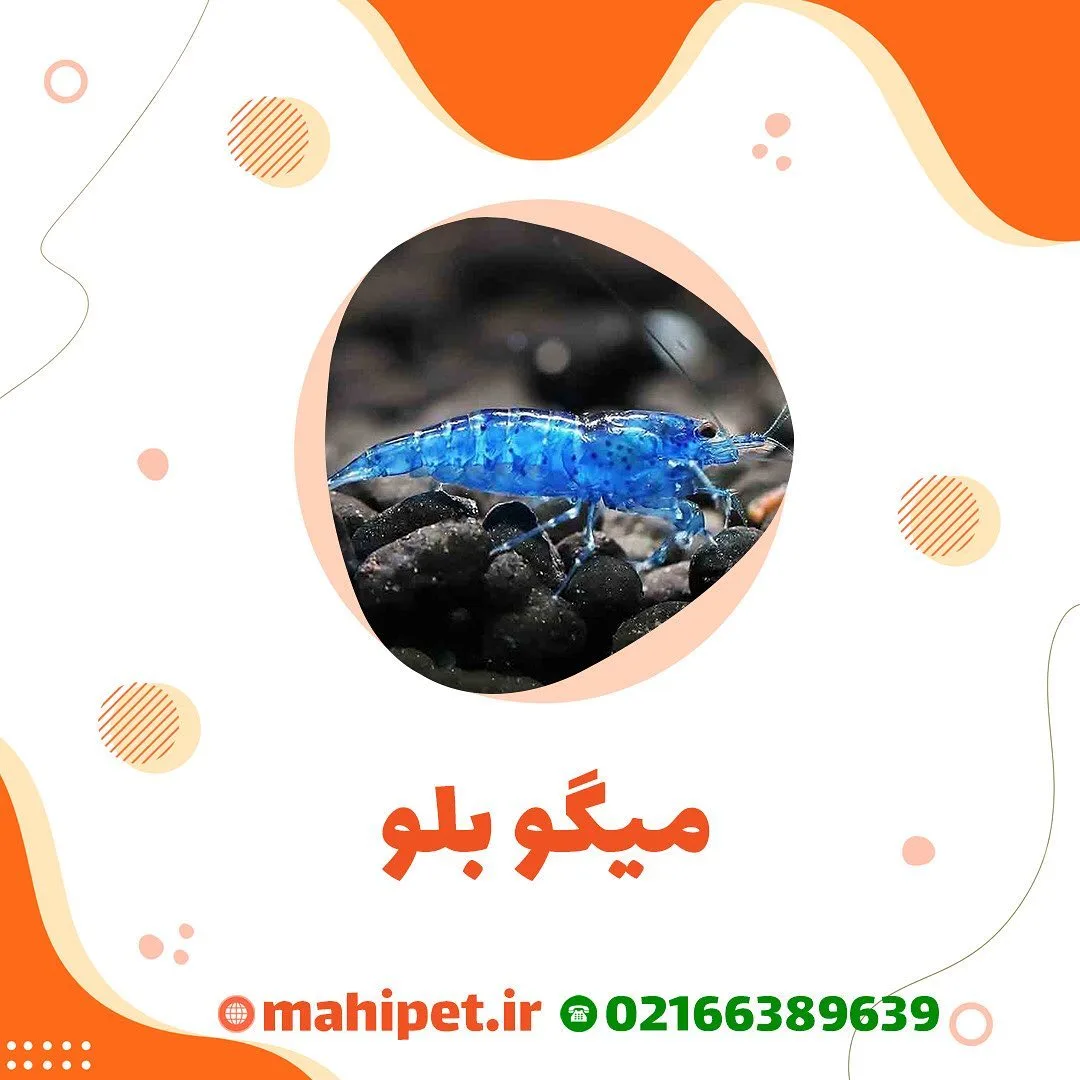 میگو بلو آکواریوم، رنگ آبی، میگوی آکواریومی