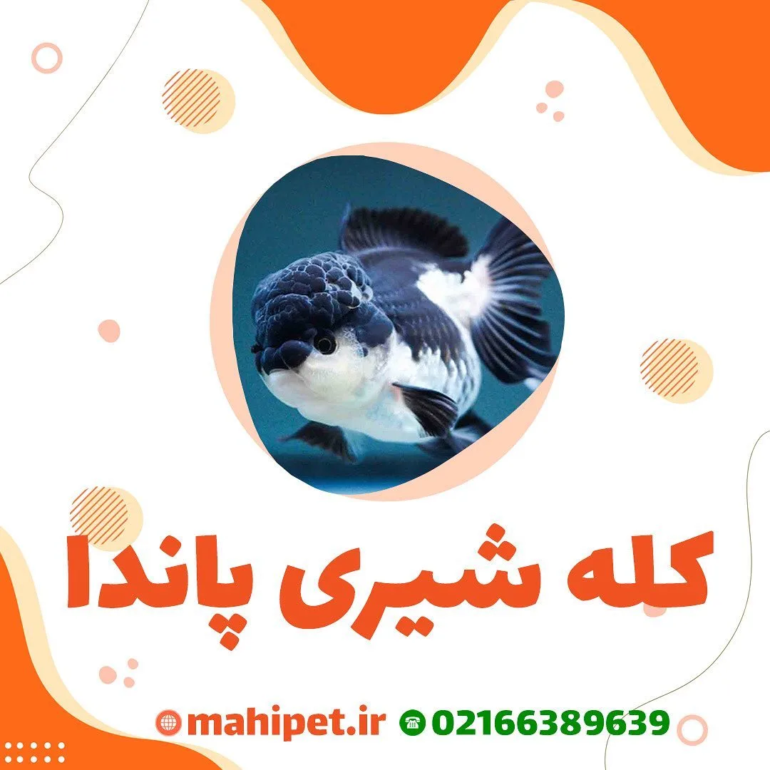 ماهی گلدفیش کله شیری پاندا، رنگ سفید و مشکی، ماهی زینتی آب شیرین