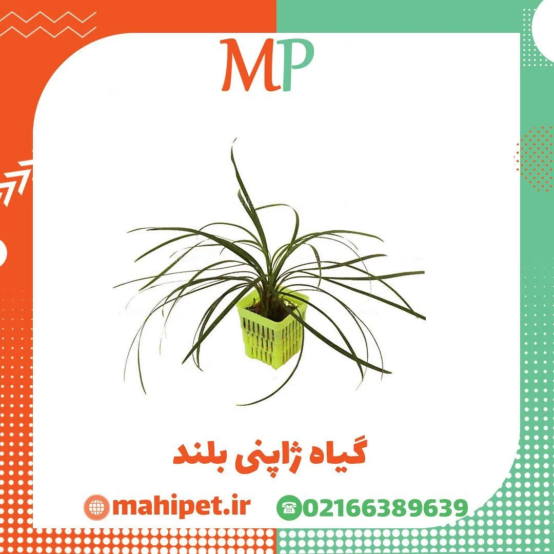گیاه ژاپنی بلند آکواریوم، رنگ سبز، گیاه آبزی