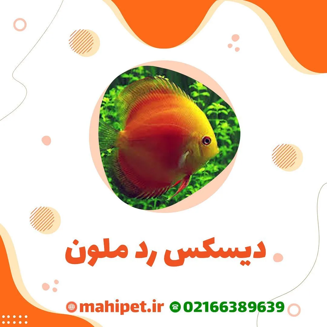 ماهی دیسکس رد ملون، رنگ نارنجی و زرد، ماهی آکواریومی