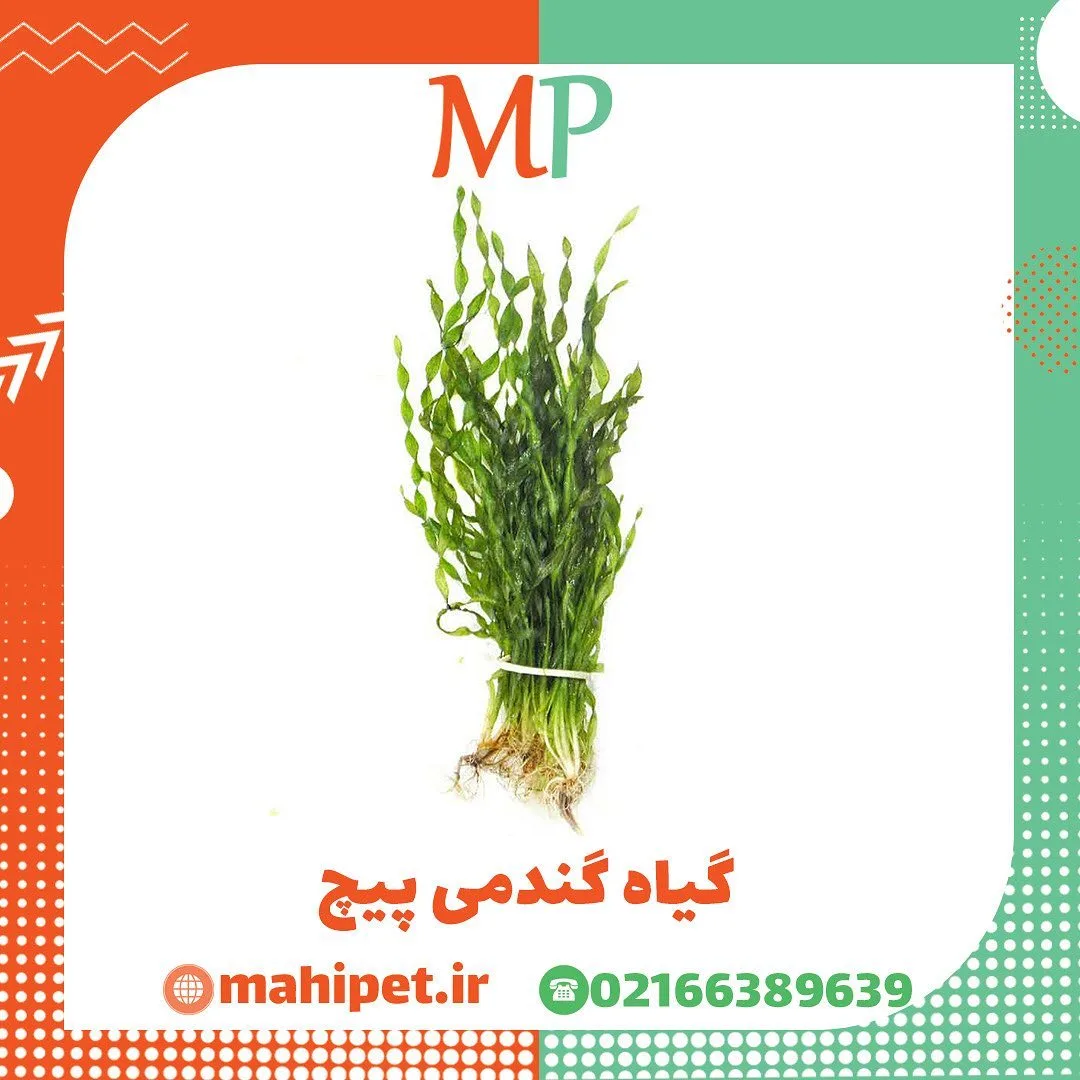گیاه گندمی پیچ آکواریومی، رنگ سبز، طرح پیچخورده، گیاه آکواریومی