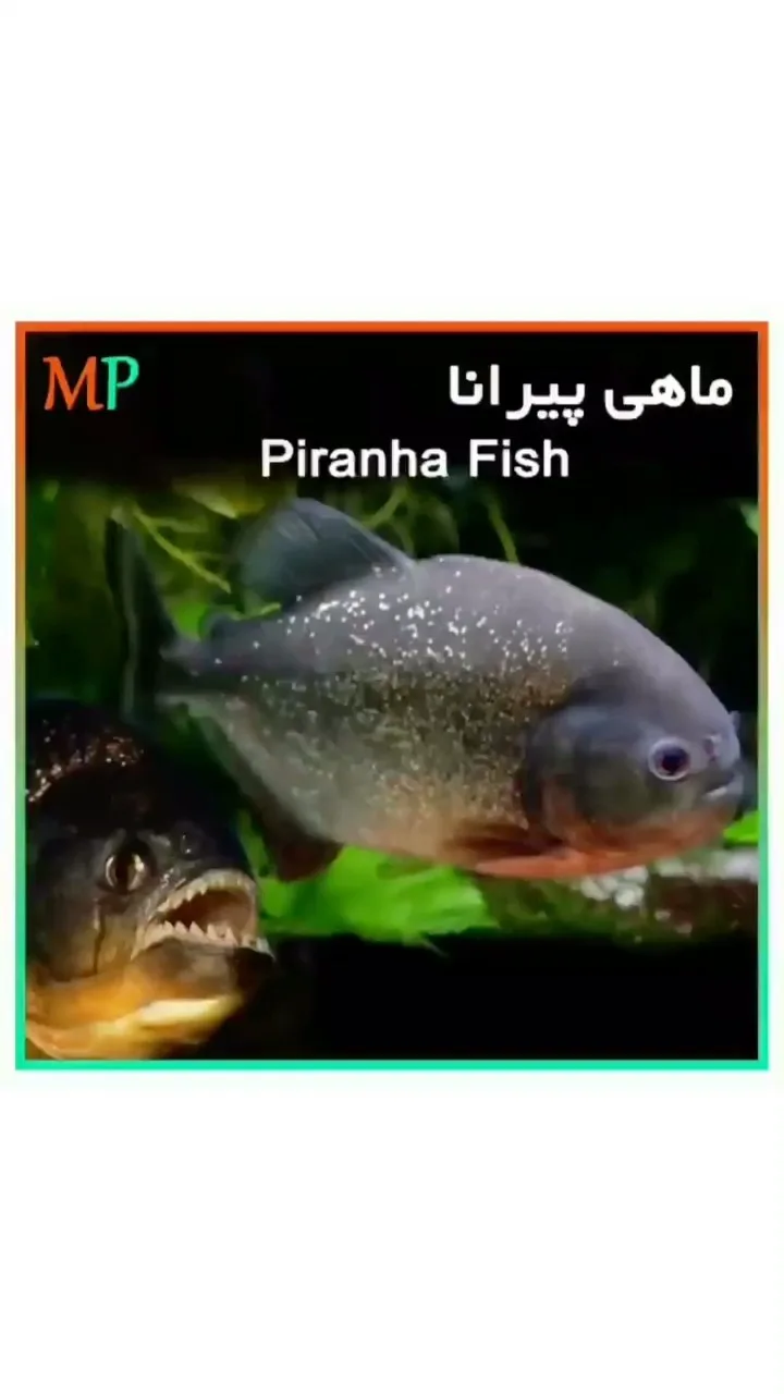 ماهی پیرانا، رنگ خاکستری و قرمز، ماهی زینتی
