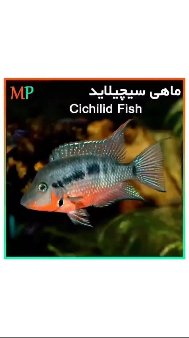 ماهی سیچلاید، رنگ خاکستری و قرمز، ماهی زینتی