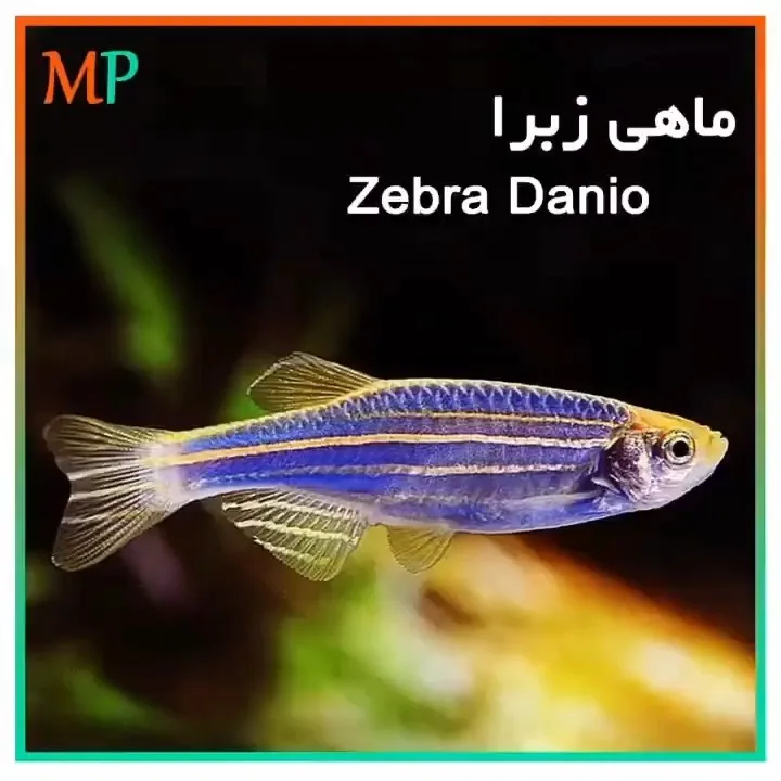 ماهی زبرا، رنگ آبی، زرد و سفید، طرح راه‌راه، حیوانات خانگی