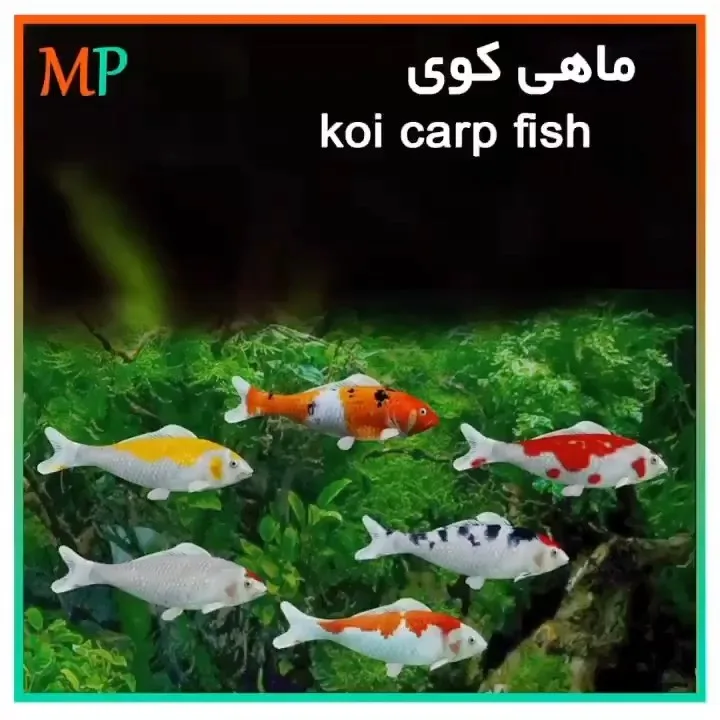 ماهی کوی