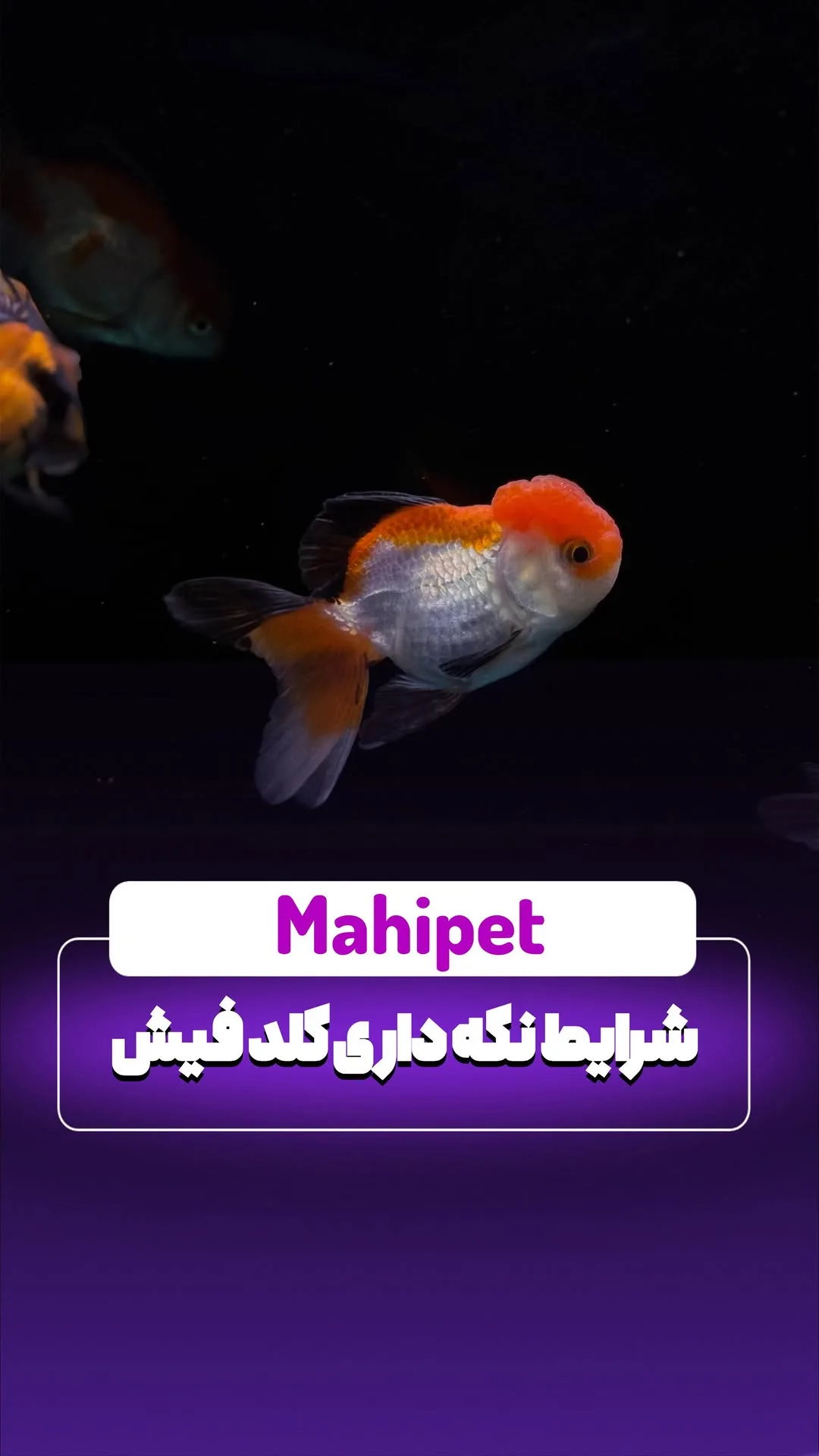 ماهی گلدفیش، رنگ نارنجی و سفید، ماهی زینتی