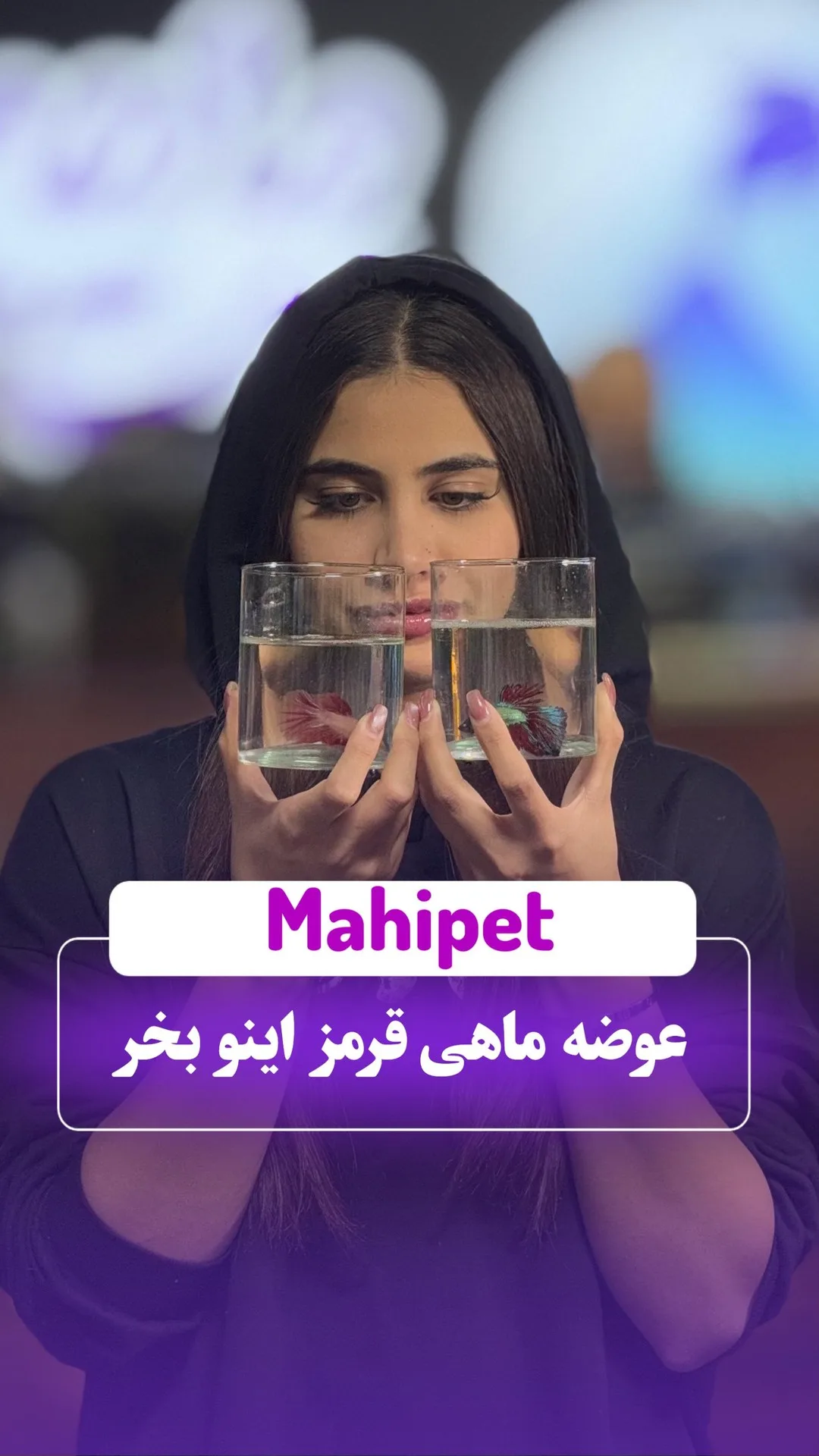 ماهی فایتر، رنگ قرمز، ماهی زینتی