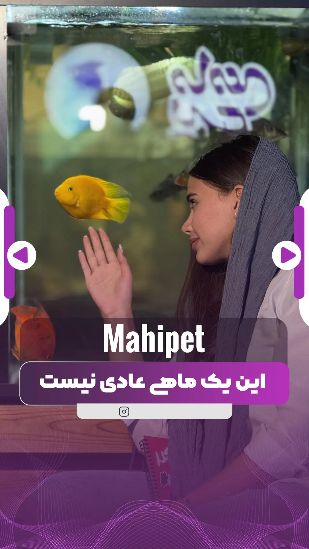 ماهی پرت کینگ‌کنگ، رنگ زرد، ماهی زینتی