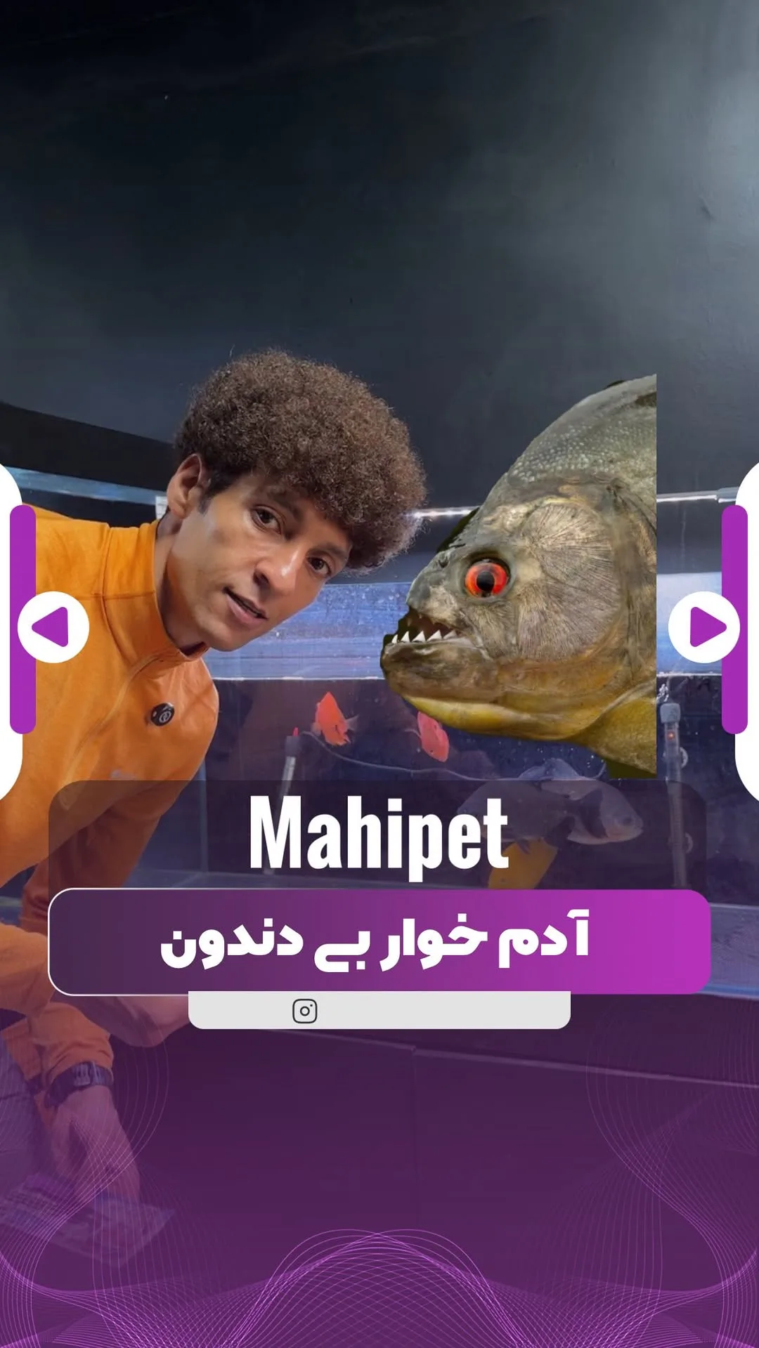ماهی پاکو