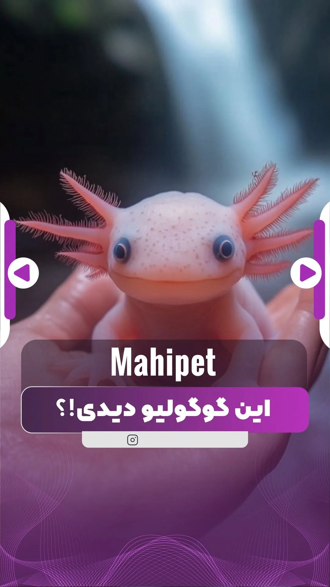 اکسولوتل، رنگ صورتی و سفید، دوزیست