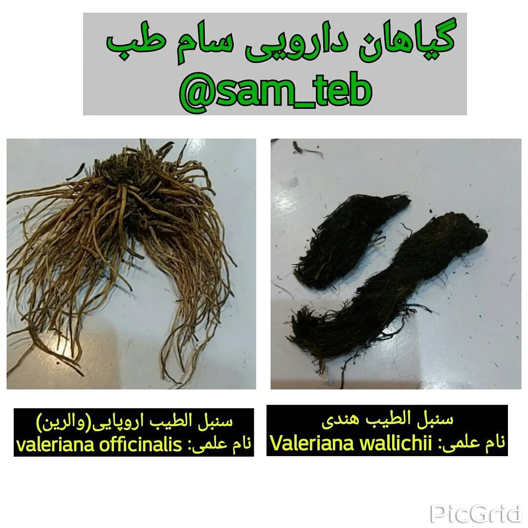 سنبل الطیب اروپایی ارگانیک