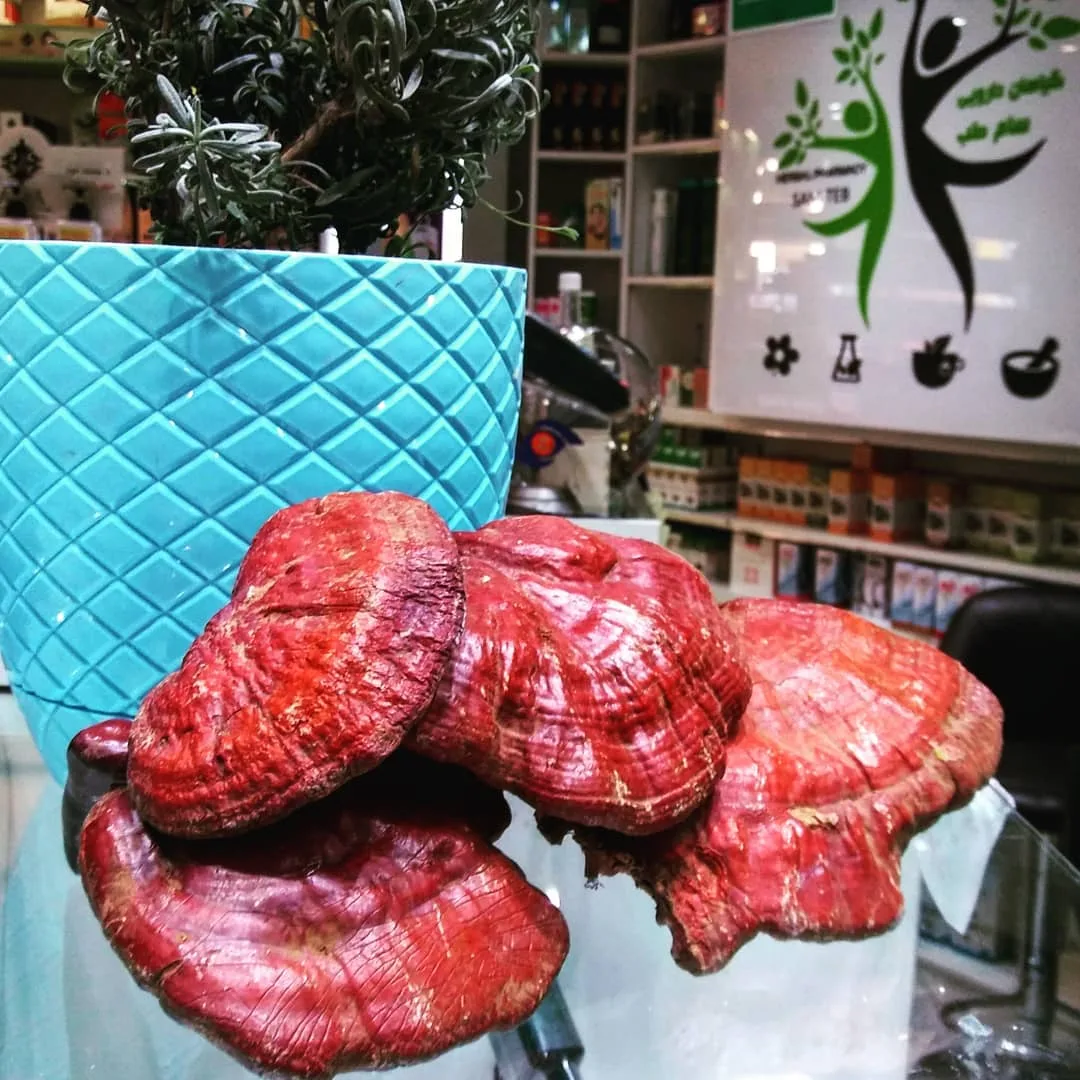 قارچ گانودرما لوسیدم، رنگ قرمز و قهوه‌ای، جنس چوب، قارچ خشک