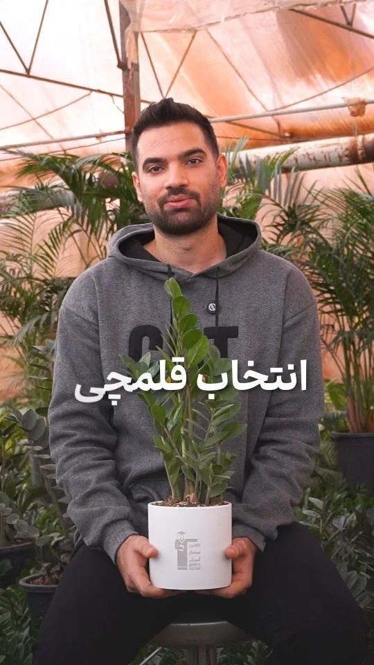 گلدان گیاه هدیه تبلیغاتی سازمانی