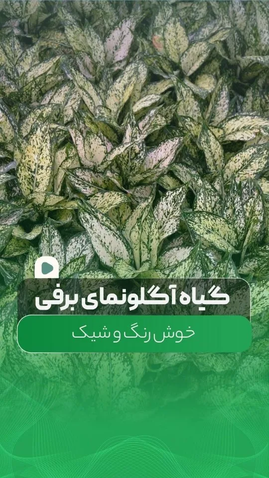 گیاه آپارتمانی آگلونما سفید برفی، رنگ سبز، اگلونما