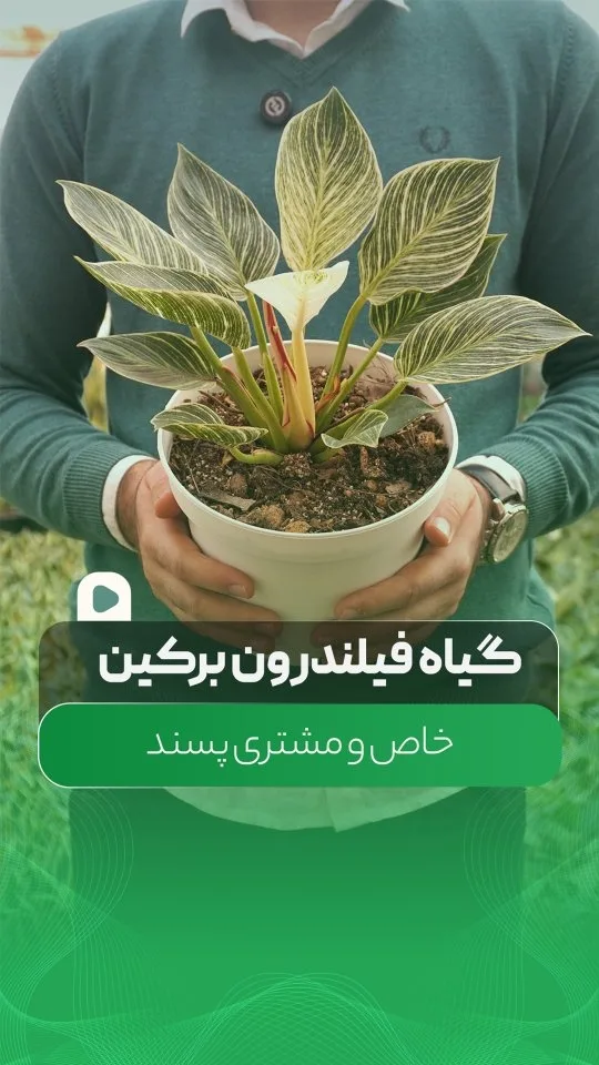 فیلودندرون برکین (تک و دو بوته)، رنگ سبز و سفید، جنس پلاستیک، گیاه در گلدان