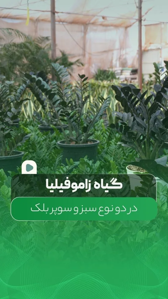 زاموفیلیا سبز و بلک