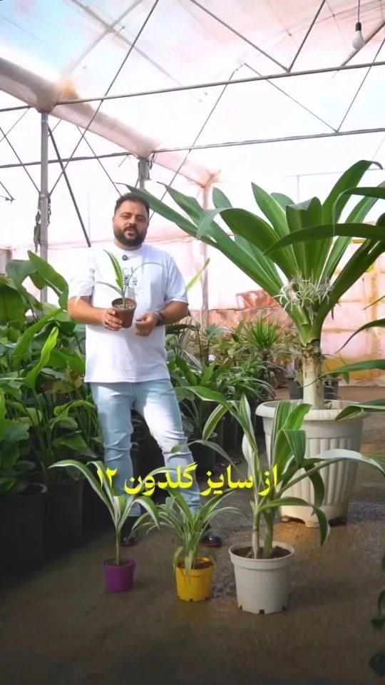 گیاه کرینوم ابلق سوسن عنکبوتی