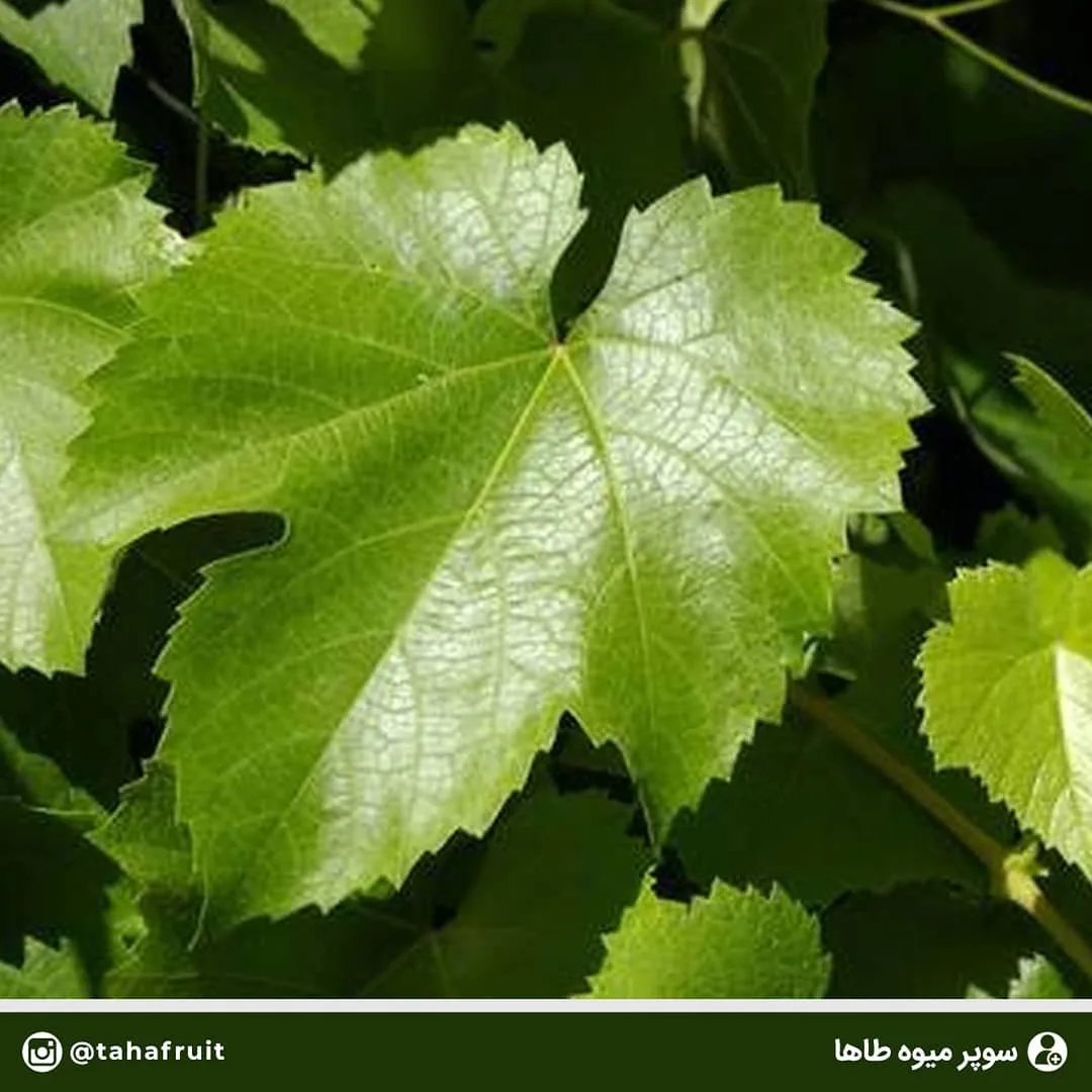 برگ مو، رنگ سبز، برگ گیاه