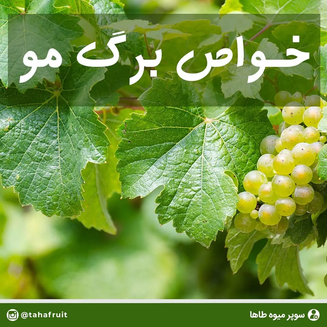 برگ مو